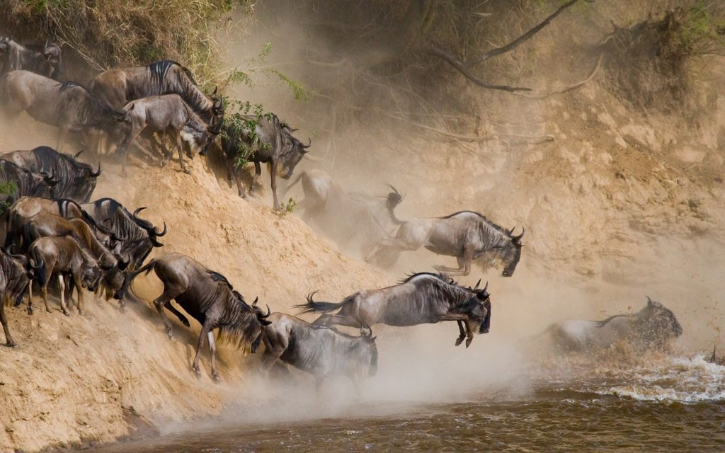 serengeti_wildebeest_migration_pattern